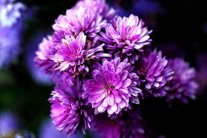 免费信息轰炸机